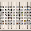Creative Wall With Insect Specimens And Plant Cards Arranged In Rows 3d model