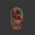Developing Human Fetus Inside Uterus in Natural Fetal Position 3D Rendering