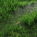 Natural Waterfront Landscape with Green Grass Clear Water and Red Fish Swimming