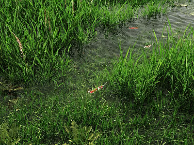 Natural Waterfront Landscape with Green Grass Clear Water and Red Fish Swimming 3d model