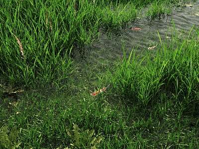 Wetland Grassland Wetland Waterfront Landscape Wetland Ecological Grassland Wild Grass 3d model