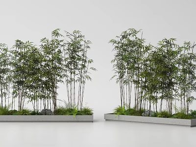 Lush Bamboo Plants Planted in Rectangular Planter Boxes with Green Foliage and Gray Background 3d model