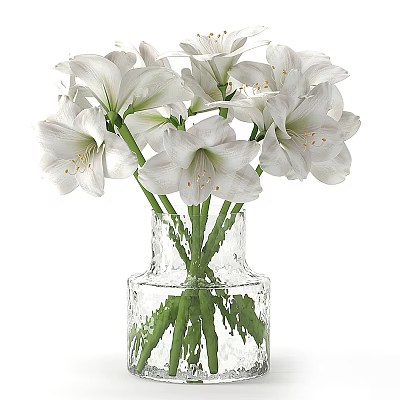White Amaryllis Flowers in Textured Clear Glass Vase with Green Stems 3d model