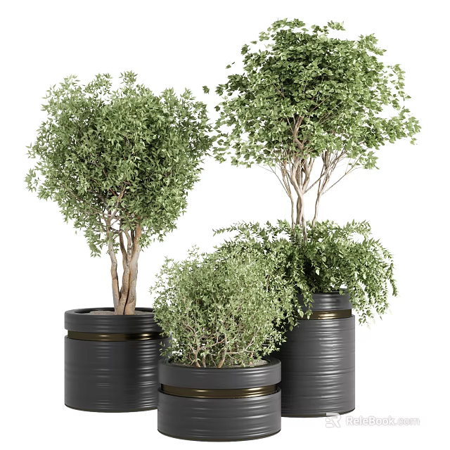 Stylish Bonsai Potted Plants With Green Foliage And Black Gold Rimmed Pots 3d model 