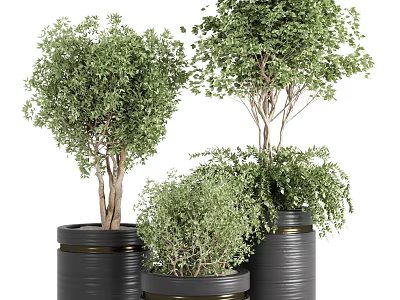 Stylish Bonsai Potted Plants With Green Foliage And Black Gold Rimmed Pots 3d model