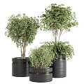 Stylish Bonsai Potted Plants With Green Foliage And Black Gold Rimmed Pots