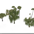 Various Green Trees With Different Shapes Including Weeping Willow And Pine On White Background