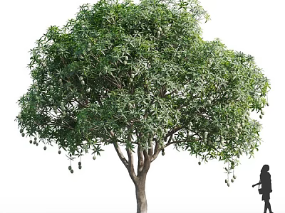Tall Mature Tree With Dense Green Foliage And Sturdy Trunk In Outdoor Garden 3d model
