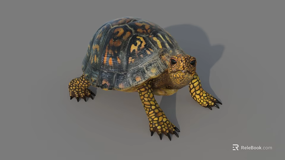 Reptile Turtle With Colorful Shell And Yellow Black Patterned Limbs On Gray Background 3d model 