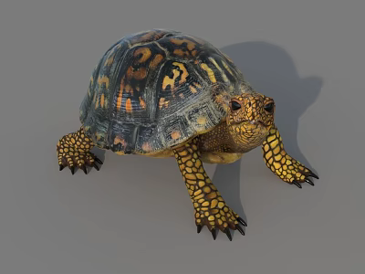 Reptile Turtle With Colorful Shell And Yellow Black Patterned Limbs On Gray Background 3d model