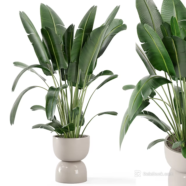 Tropical Large Leaf Garden Plants In White Ceramic Pots For Decorative Use 3d model 