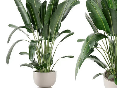 Tropical Large Leaf Garden Plants In White Ceramic Pots For Decorative Use 3d model
