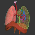 3D Rendered Human Lung Organ Anatomical Structure Showing Bronchi Alveoli in Pink with Dark Background