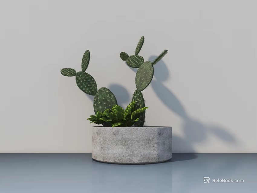 Potted Cactus Bonsai with Concrete Round Pot on Light Blue Surface Against White Wall 3d model 