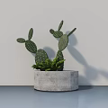 Potted Cactus Bonsai with Concrete Round Pot on Light Blue Surface Against White Wall