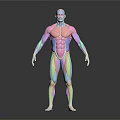 3D Colorful Human Muscle Anatomy Model Medical Device For Medical Education And Anatomical Study