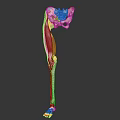 3D Rendered Human Leg Skeleton And Muscle Anatomy Illustration