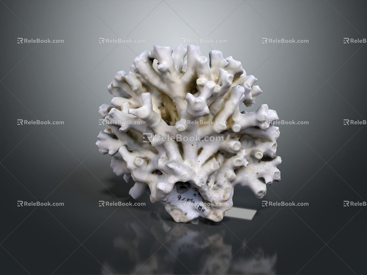 Modern Coral Red Coral White Coral Blue Coral 3d model