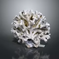 Marine Aquatic Animal White Coral Polyp Structure with Gray Background and Label