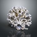 Modern Coral Red Coral White Coral Blue Coral 3d model