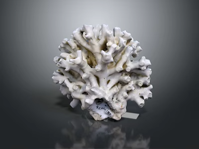 Marine Aquatic Animal White Coral Polyp Structure with Gray Background and Label 3d model Marine Aquatic Animal White Coral Polyp Structure with Gray Background and Label 3d model