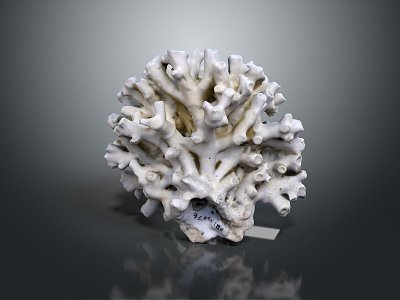 Modern Coral Red Coral White Coral Blue Coral 3d model