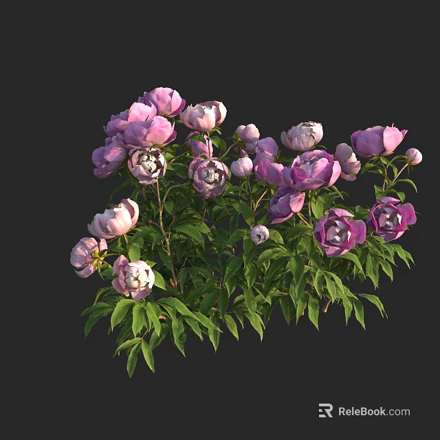 Vibrant Purple and Pink Peonies with Fresh Green Leaves Blooming and Budding 3d model 