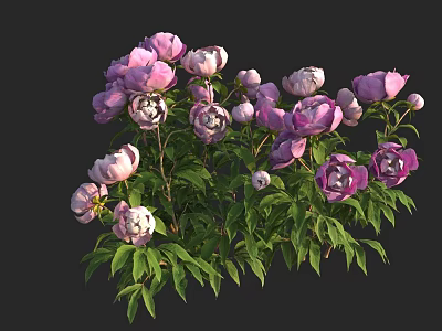 Vibrant Purple and Pink Peonies with Fresh Green Leaves Blooming and Budding 3d model