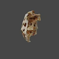Detailed Animal Skull Skeleton With Natural Bone Structure And Texture