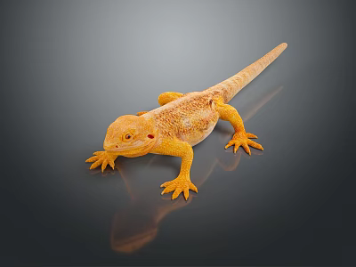 Orange Bearded Dragon Reptile With Scaled Body And Claws On Reflective Gray Background 3d model