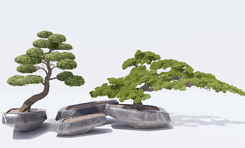 New Chinese Potted Welcome Pine Potted Pine 3d model