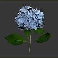 Blue Hydrangea Flower With Green Leaves On Gray Background And Reflection 3d model