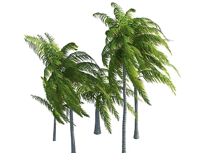Tropical Palm Trees With Green Fronds And Slender Trunks In Natural Posture 3d model
