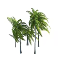 Tropical Palm Trees With Green Fronds And Slender Trunks In Natural Posture