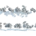 Several Orange Foliage Shrubs In Autumn With Shadows On White Background
