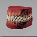 Detailed Anatomical Oral Organ Model Displaying Teeth And Gums Structure For Education