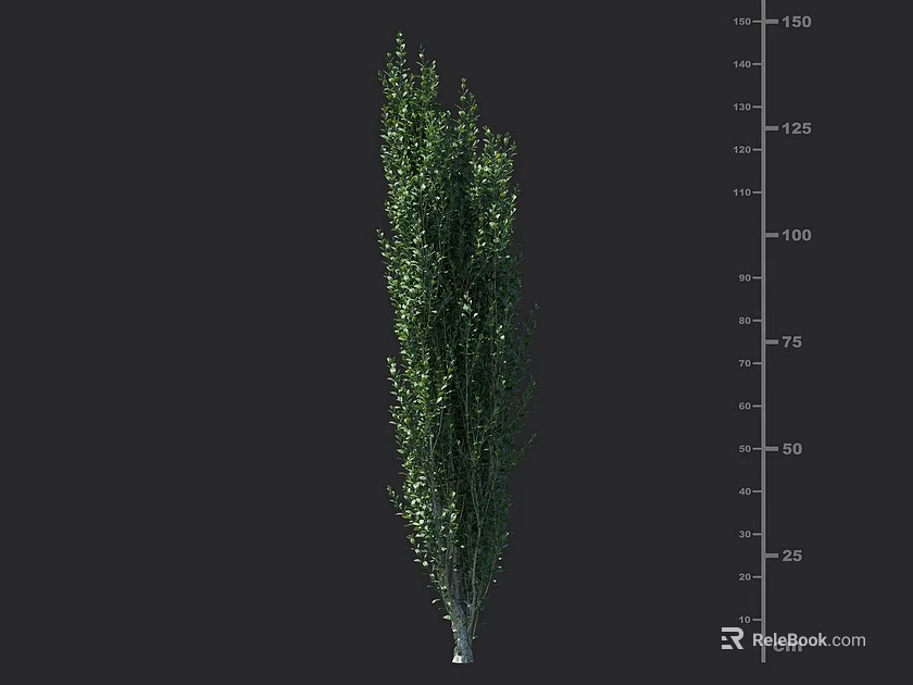 Lush Evergreen Shrub with 150 cm Height for Garden Landscaping 3d model 