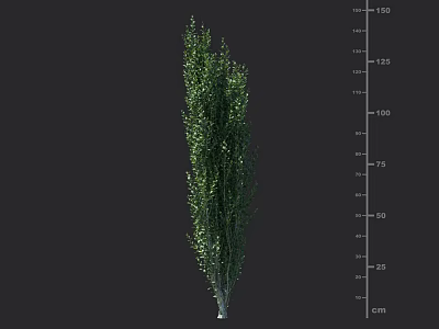 Lush Evergreen Shrub with 150 cm Height for Garden Landscaping 3d model