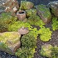 Japanese style courtyard landscape sketch stone landscape stone micro-terrain water portland green plant pile 3d model