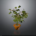 Indoor Decorative Plant With Green Leaves And Small Pink Flowers In Orange Pot
