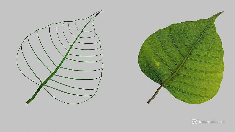 Real Green Leaf With Veins And Line Outline On Gray Background 3d model 