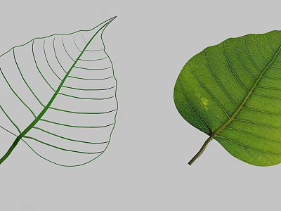 Real Green Leaf With Veins And Line Outline On Gray Background 3d model