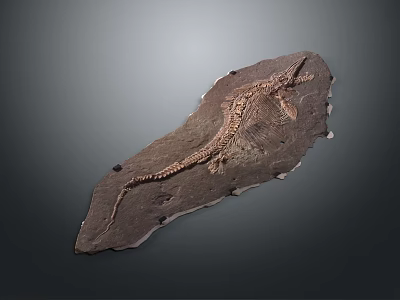 Ancient Well Preserved Dinosaur Fossil Skeleton Structure On Stone Slab 3d model