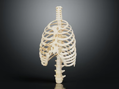 Human Rib Cage Skeleton Model With Thoracic Spine And Anatomical Bone Structure 3d model