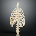 Human Rib Cage Skeleton Model With Thoracic Spine And Anatomical Bone Structure 3d model