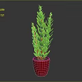 Fresh Green Leafy Plant in Red Pot for Indoor Home Decoration