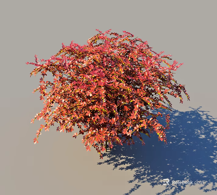 Colorful Ornamental Bush With Red And Orange Lush Foliage For Garden Landscaping 3d model 
