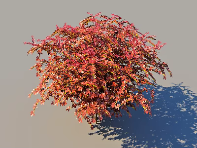 Colorful Ornamental Bush With Red And Orange Lush Foliage For Garden Landscaping 3d model