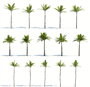 Modern Palm Tree 3d model