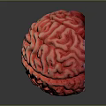 Detailed Red Brain Model Showing Anatomical Structures On Dark Background 3d model